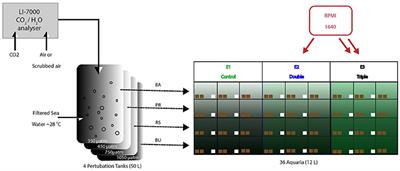 Combined Effects of Experimental Acidification and Eutrophication on Reef Sponge Bioerosion Rates